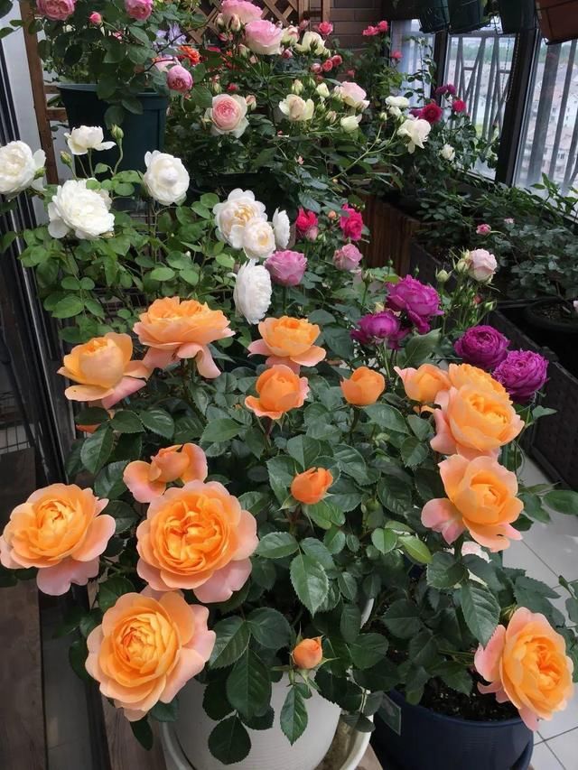 「球老师爱吃薄荷冰淇」封闭阳台养花,防盗窗有大用,1平米也能变花园!