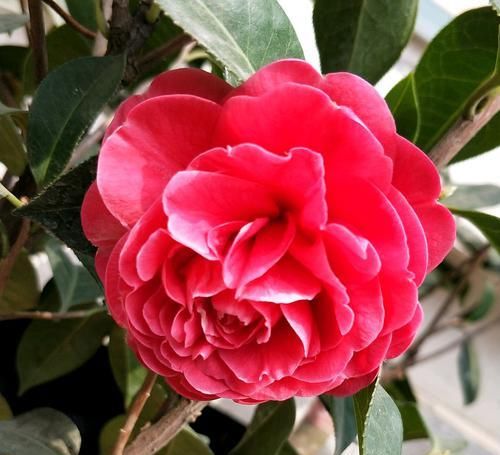  『叶脉』茶花盆栽的叶脉发黄就是缺素吗？不是的，4种原因容易被忽略