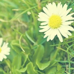 丑拒! 阴阳师式神两面佛的SP皮肤真是挑战我的