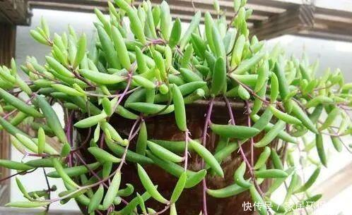 阳光|3月扦插这种花,生根之后就疯长,25天长满盆,叶片独特又漂亮