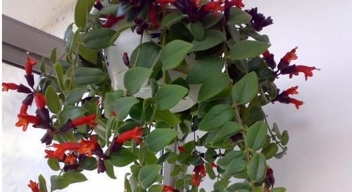  「强悍」这种植物别名“口红吊兰”，一年四季都开花，繁殖能力强悍，花美