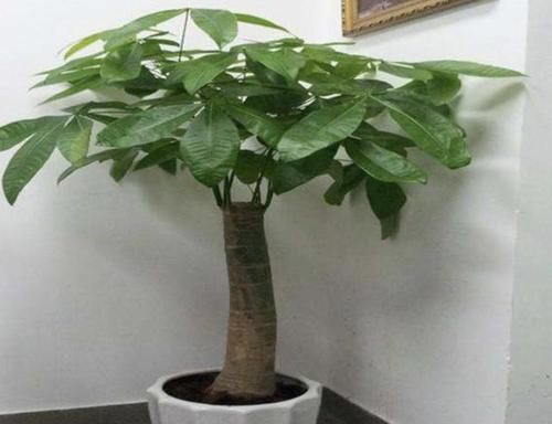  「养护」2种植物“别乱放”，放阳台“养不好”，家里要是有，要搬走！