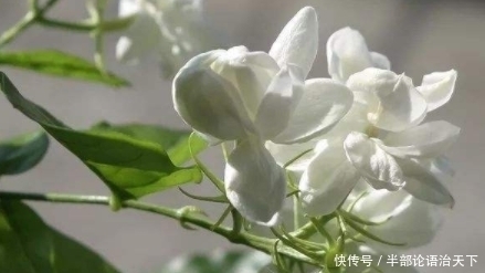 种爱|3种爱“喝醋”的花,30天能吃一斤,叶片青翠,开花旺,长得飞快