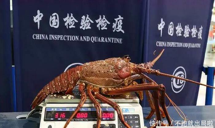 游客携带6斤多重的澳洲大龙虾入境,花了500欧元,却被截获没收?