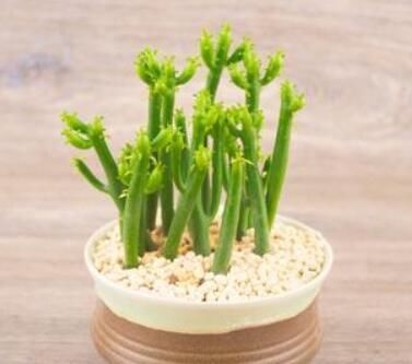  #白色乳汁#养花别随便，这3种花带有“毒汁”，室内不能养，千万别忽略