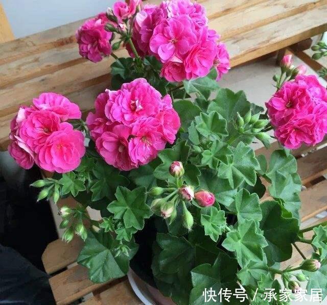  「技巧」室内的花，见光少，如何保证四季常青？2个技巧要学会