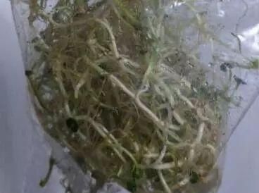 【提高】养“铜钱草”,就用“3分法”,把“根”装瓶子里,20天就长满瓶