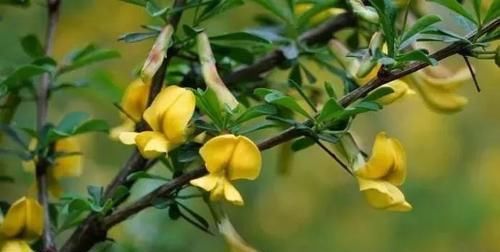  「好玩」植物戴上动物的名字以后惊艳了世界，8种带“鸡”的植物太好玩