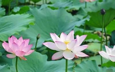 【种植】适宜夏天开始种植的植物有哪些?