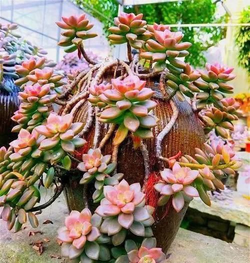  #伸手党#朋友圈里多“微商”，再也不晒“多肉”