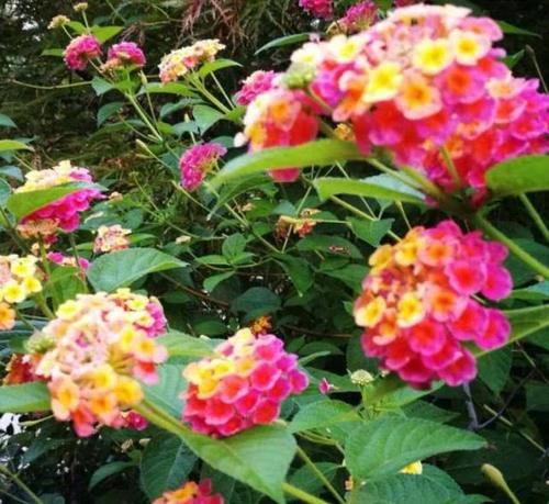  [彼岸花]“4种花”有毒，再便宜也别养，看到请躲远点，要小心！