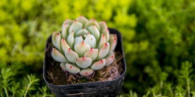 #解决#多肉植物变成“瘦子”，八成是3个原因导致，解决方法不难