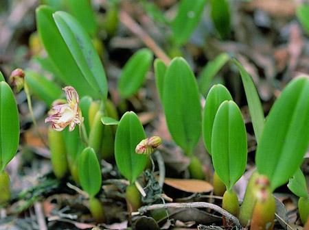 这种兰花长在“石头缝”里，颜值高还耐养，养在家里提升品位！
