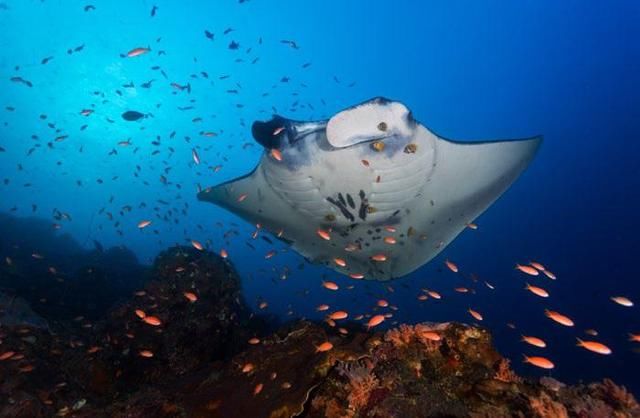 人少物价低还景美!这个泰国藏起来的海岛,一年只开放150天!