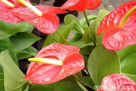 居家|居家只养这3种花,美观上档次还能镇宅,家人健康无忧