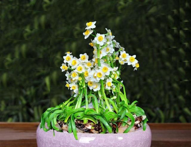  『要及时』风信子开完花，剪一刀埋盆里，水培变土培，很快再开花！