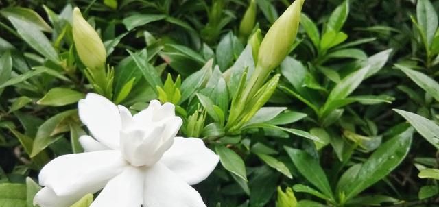 『开爆』如何让栀子花长得快,开爆盆,浇水很重要,这些浇水姿势你要知道