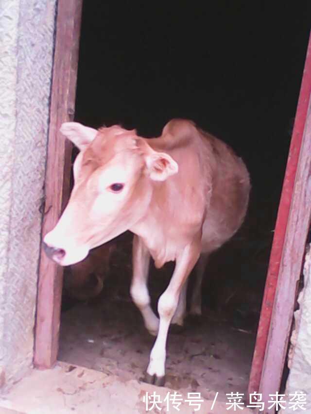 在贵州农村一带 带动经济来源的既然是这种黄