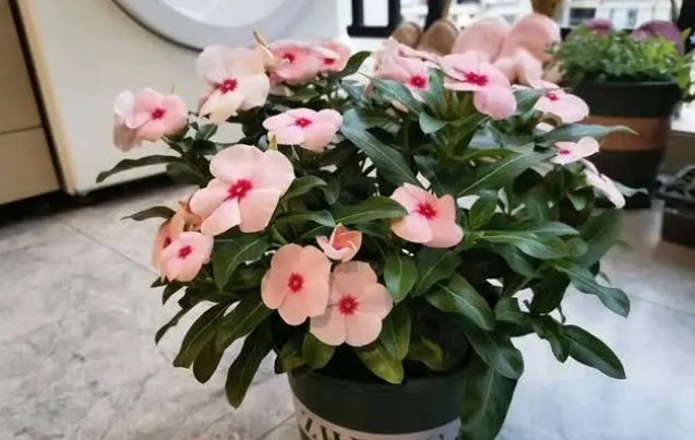 『树型』四月养花选它,树型优美,花叶共赏,一年多次开花,是盆栽佳品