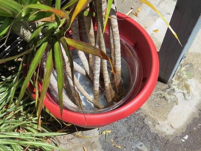 花盆■在户外养半年的五彩千年木,根系长满花盆,剪下很多枝条用来繁殖