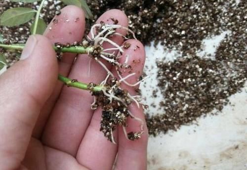 『枝条』沾水能生根的“1种花”,花期比绣球花长,一年开花两百天,美!