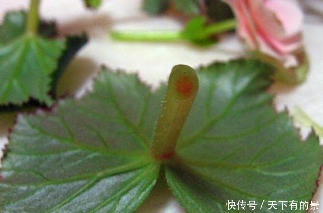 没想到|快要死的丽格海棠,没想到掐了一节枝,就能养开花!