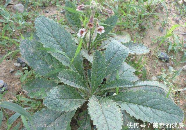 树林■在阴凉的树林里,生长着1种“地黄”,别忽视它,比月季值钱!