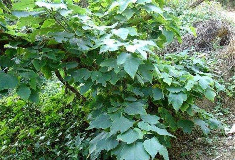  [构树]曾是农村一大害树，如今成高产猪食，有农民大量种植