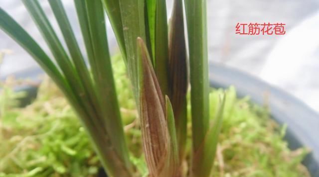  「名贵」名贵兰花价值百万、千万,那什么兰花才算是名贵兰花?
