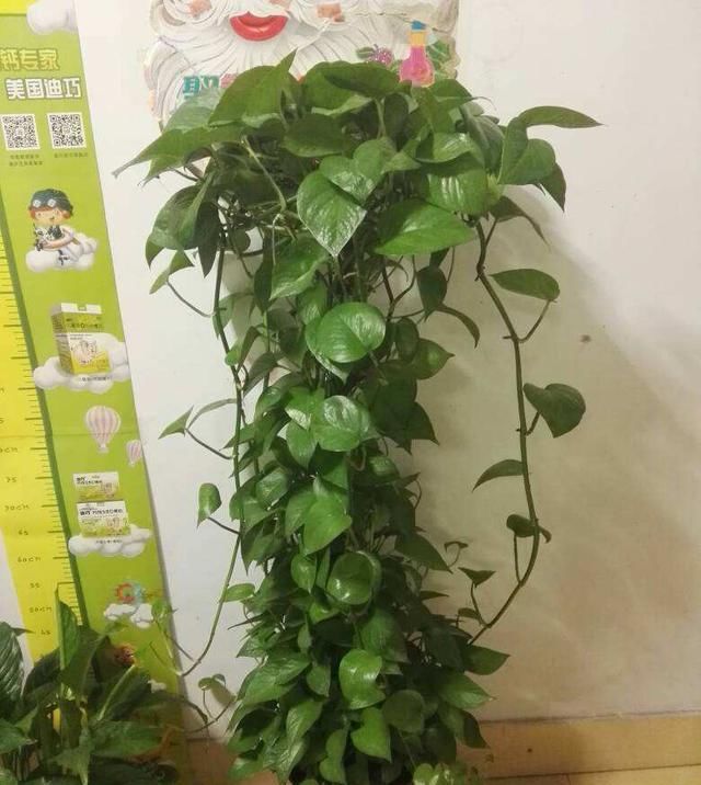  『盆子里』绿萝虽好养,但一爬就是十多米的绿萝见过吗?