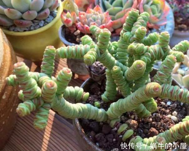  [最易]想在家摆几盆花草就选3款多肉，好看又好养，最易长成高价老桩