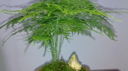  『寓意』家里长辈过生日，送上这几种盆栽花卉，寓意福如东海！