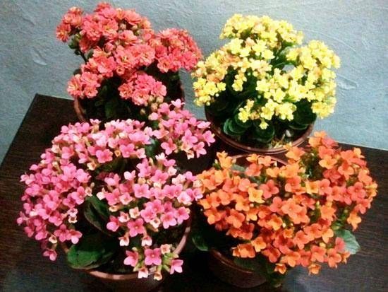  【剪枝】长寿花蟹爪兰开花后要“狠心”！这时来一刀，还能接着开！