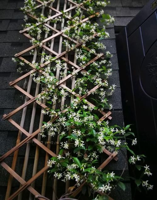  [玫瑰]喜欢玫瑰，不如养盆“菊中珍品”泥金豹，似花莲宝座，雍容华贵！