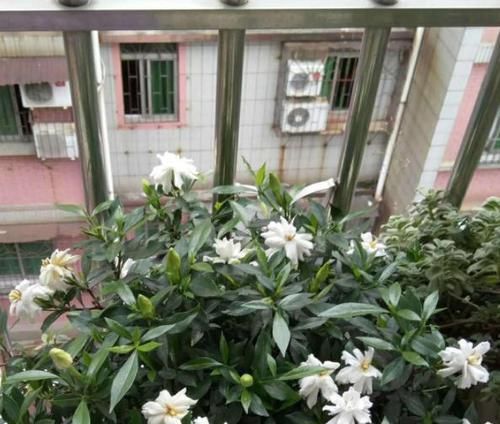  「药品」1种药品，有'2种'用途，扦插生根快，养花不黄叶、不烂根