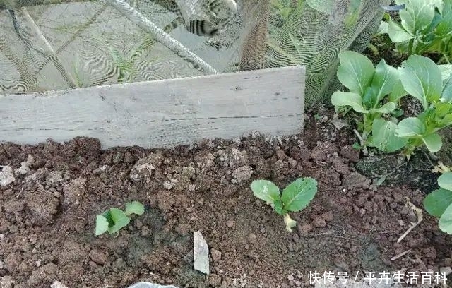  【菜芯】广东揭阳农村，这些菜芯长这么好，是什么原因你知道吗