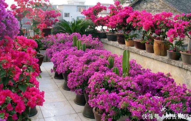  「三角梅」这3种花，个个是“拼命三郎”，越热长得越快，开爆整个三伏天