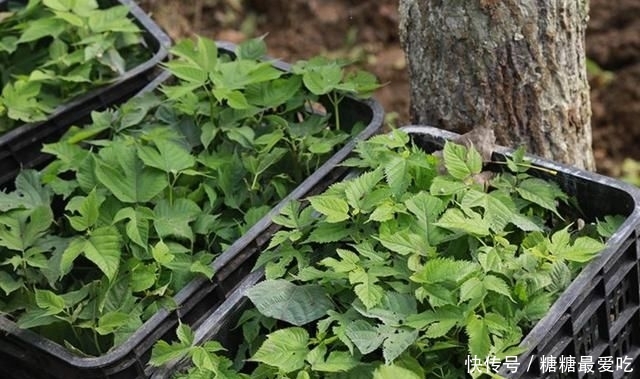  树木■与紫檀同等价值的树木，木质密集有香味，却经常被农民当