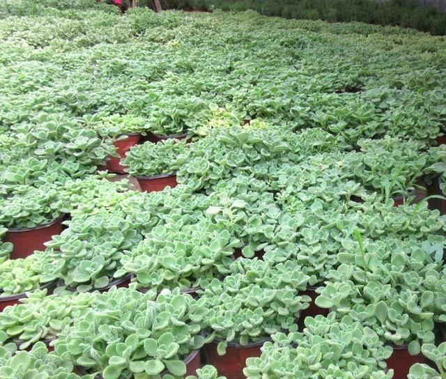 八种开花香气扑鼻的花卉，建议有庭院的朋友定要种上，芳香怡人啊