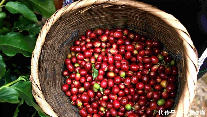  砍树■加工后卖高价，农民种植一斤5元，有人已经砍树，又是种植