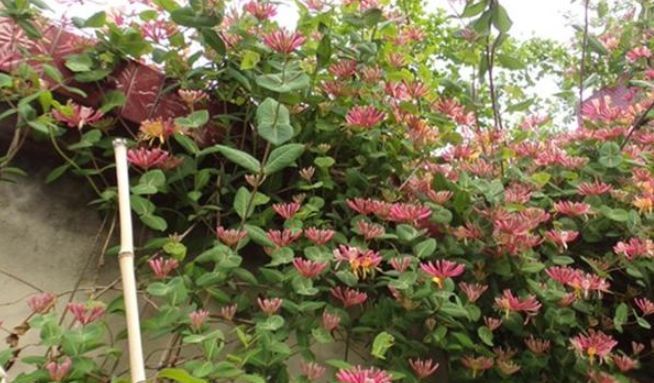  #我国#此花，从早春一直间断性的花开到秋末，是我国花期最长的花卉之一。