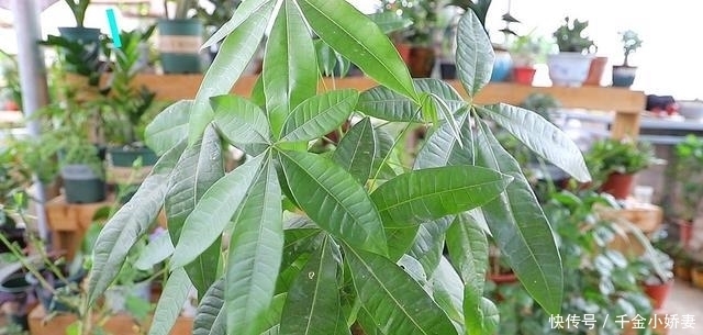 黄叶|发财树黄叶多、烂根不断?掌握“2怕”和“2勤”,叶片绿、长势猛