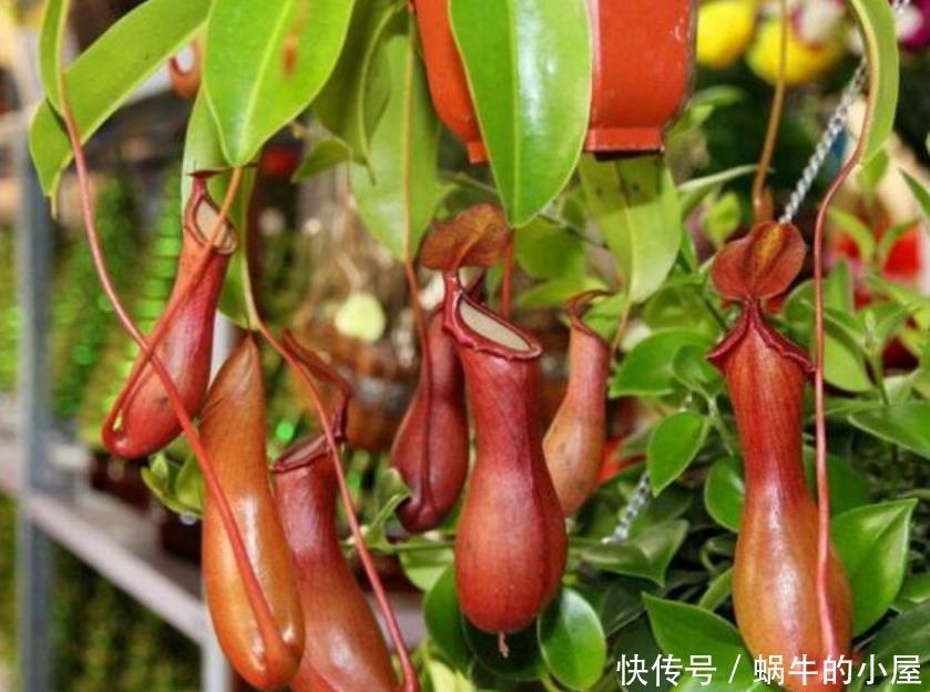  适合|夏天最适合养3种花，除烦解燥，关键蚊虫最怕它，安心睡觉不担心
