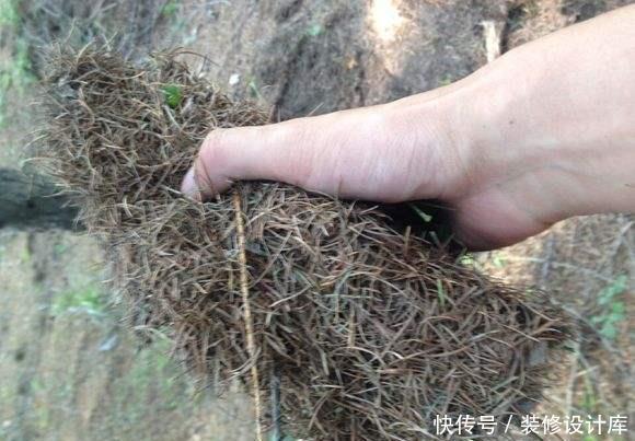  『营养土』养花土别买了，“3种”废渣一掺和就是“养花万能土”，养啥活啥