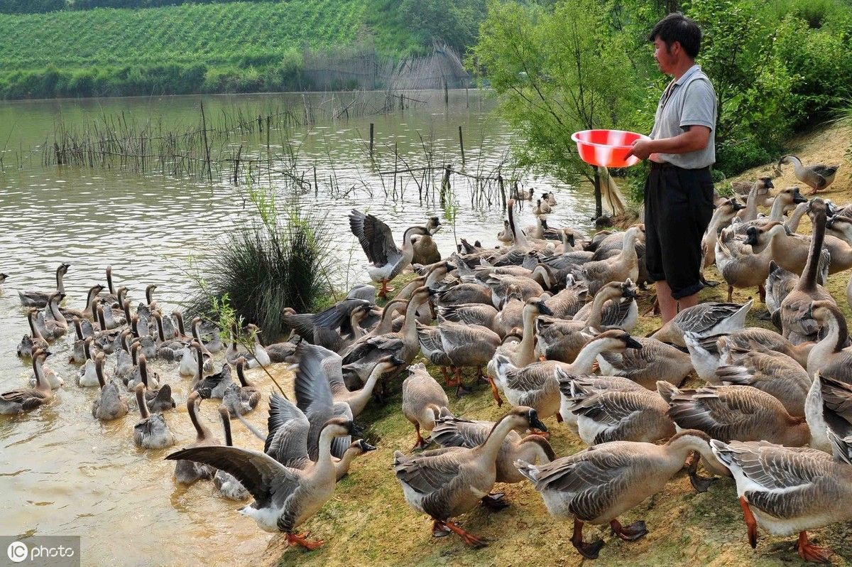 养猪场被拆了应该有补偿，为什么很多养殖户得不到补偿?