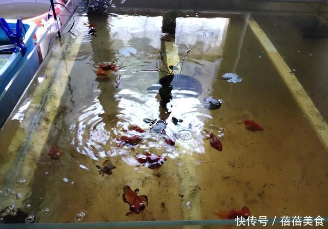  『升高』气温持续升高，哪些热带观赏鱼，现在就可以不用加温饲养了？