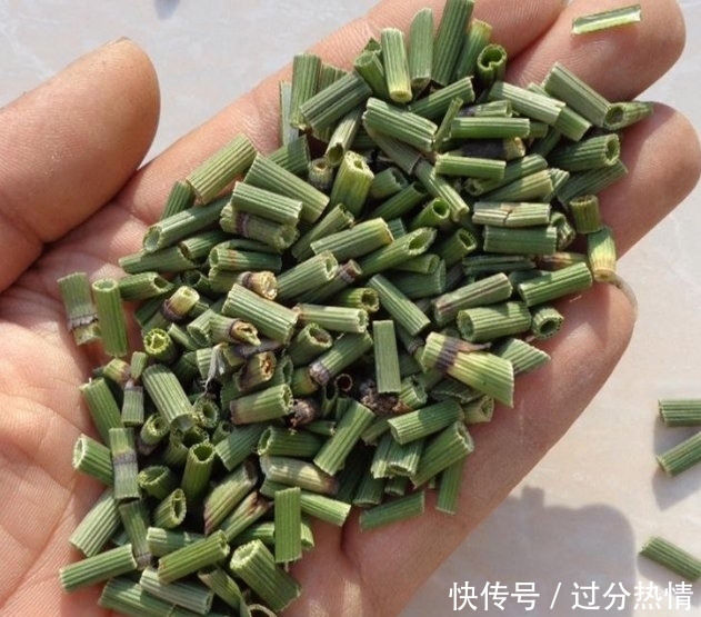  【草药】农村常见的野草，人称“节节草”是珍贵的草药，可治疗