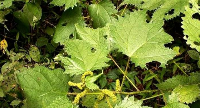 农村野外才有的植物，过去农民不重视，如今被称为“百草之王”