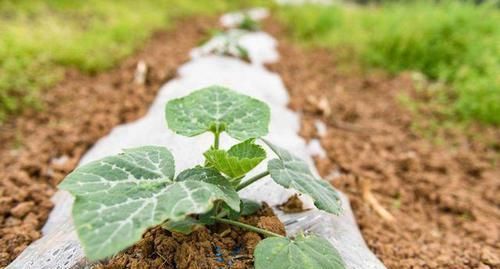  「南瓜种子」南瓜又称为“懒人蔬菜”，简单几步种植好，南瓜吃不赢