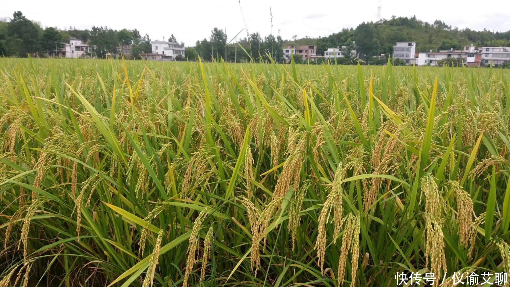 湖南湖北两个人口最多的县相比较, 你认为哪个县更胜一筹